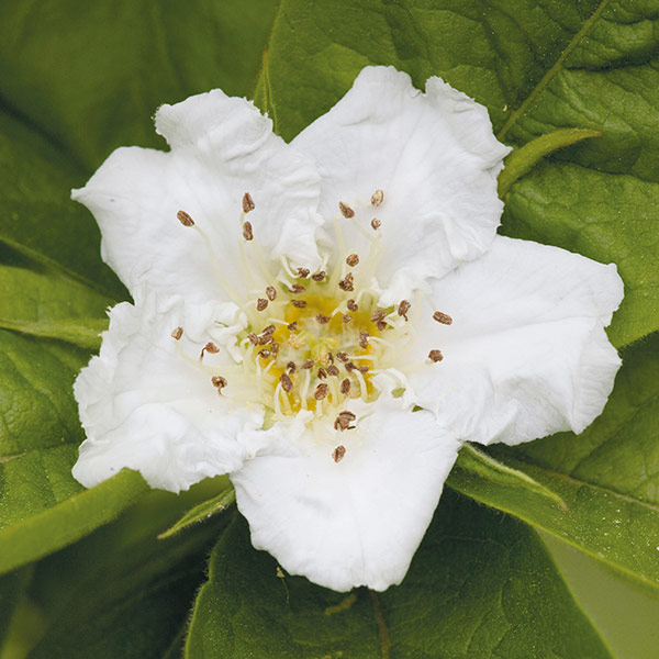 Sibley's Patio Medlar Tree from Mr Fothergill's Seeds and Plants