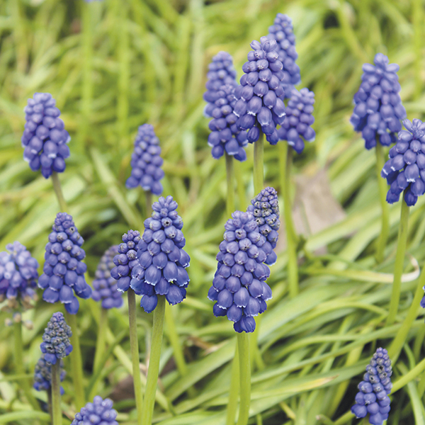 Muscari armeniacum Flower bulbs from DT Brown Seeds