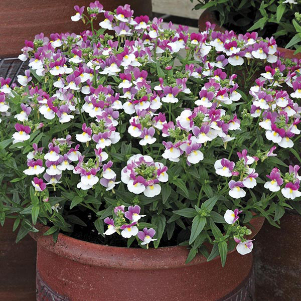 Nemesia Berry White Plants from Mr Fothergill's Seeds and Plants