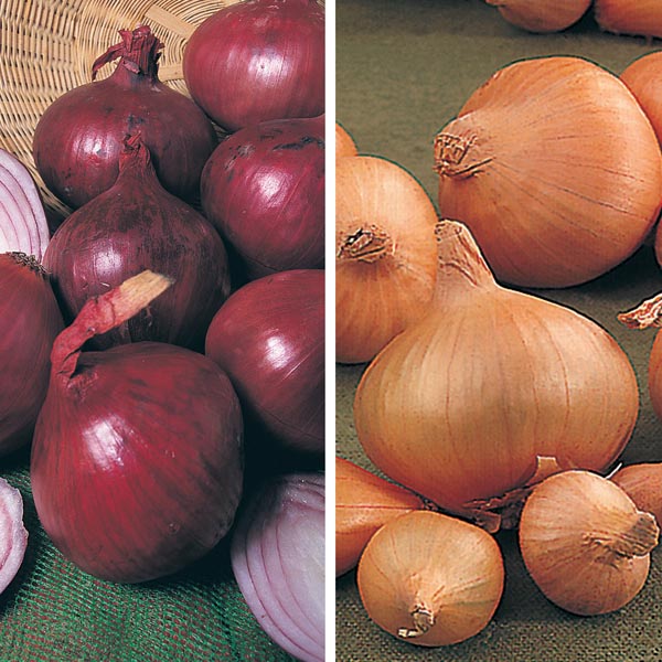 Heat Treated Onion Set CollectionD. T. Brown Onions/Garlic/Shallots