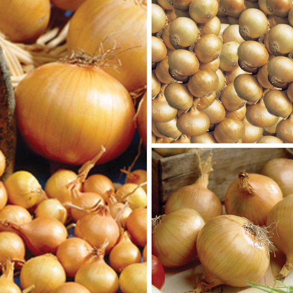 Onion Set Collection (Spring Planting) from Mr Fothergill