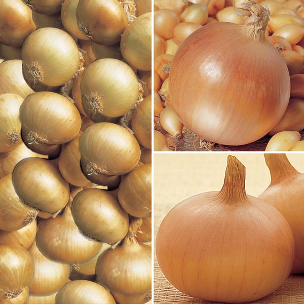 Onion Set Collection (Spring)D. T. Brown Onions/Garlic/Shallots