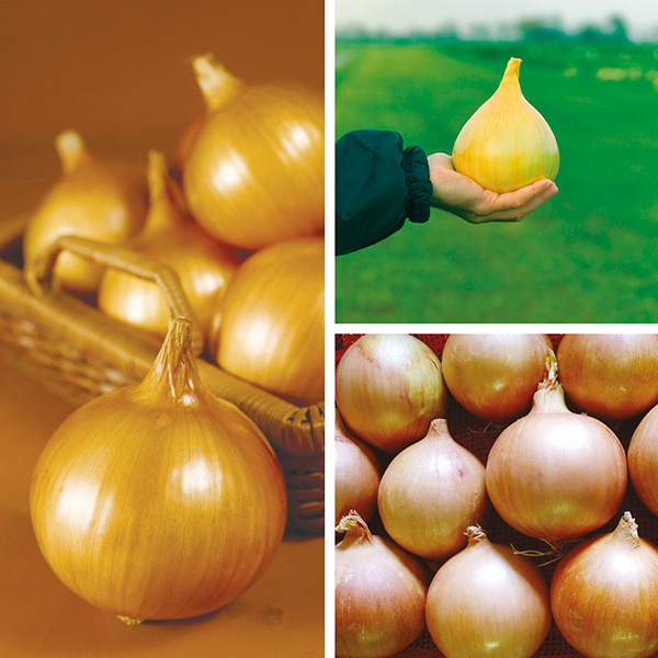 Exhibition Onion Plant Collection From DT Brown