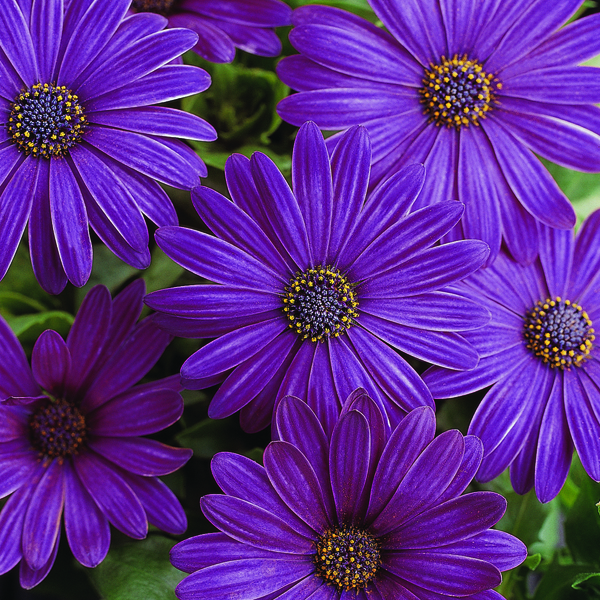 Osteospermum Serenity Dark Purple Plants|Mr Fothergill&rsquo;s Flower Plants