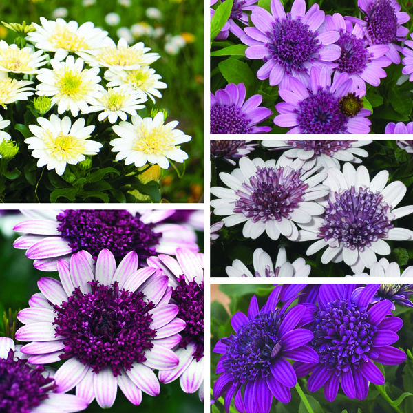 Osteospermum Double Flowered Plant Collection from Mr Fothergill's