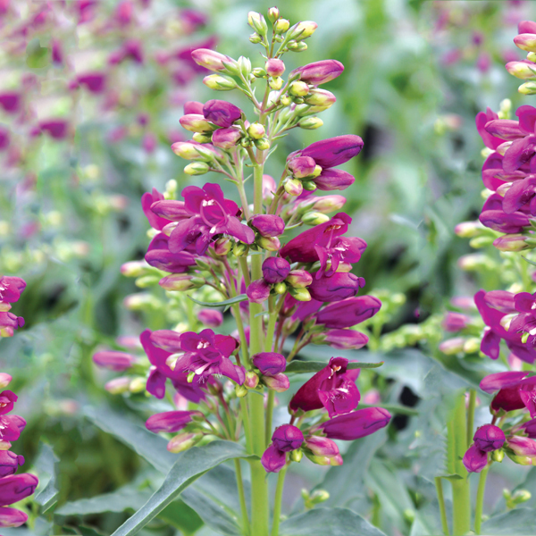 Penstemon Riding Hood Purple|Mr Fothergill’s Flower Plants