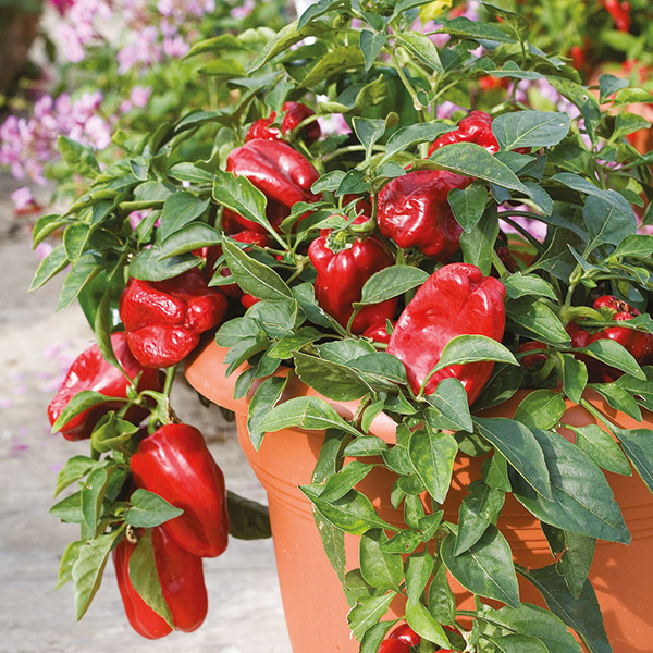 Hanging basket sweet pepper Redskin Seeds from DT Brown Seeds