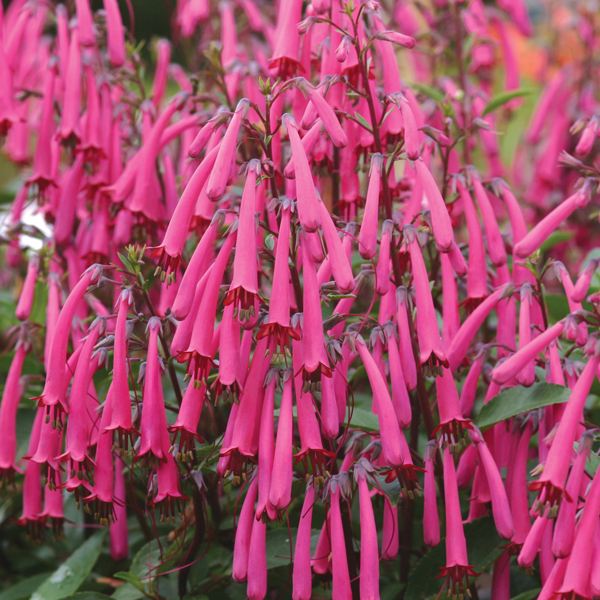 Phygelius Funfare Wine PlantsMr Fothergill's Flower Plants