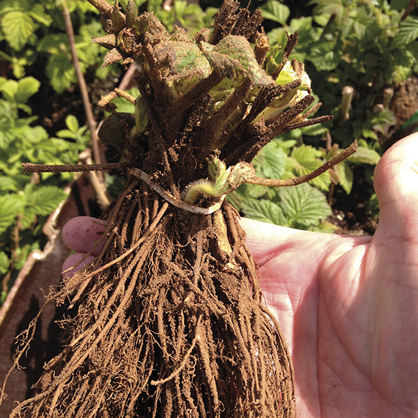 Strawberry Gariguette Bare Root Plants Fruits from D. T. Brown Seeds