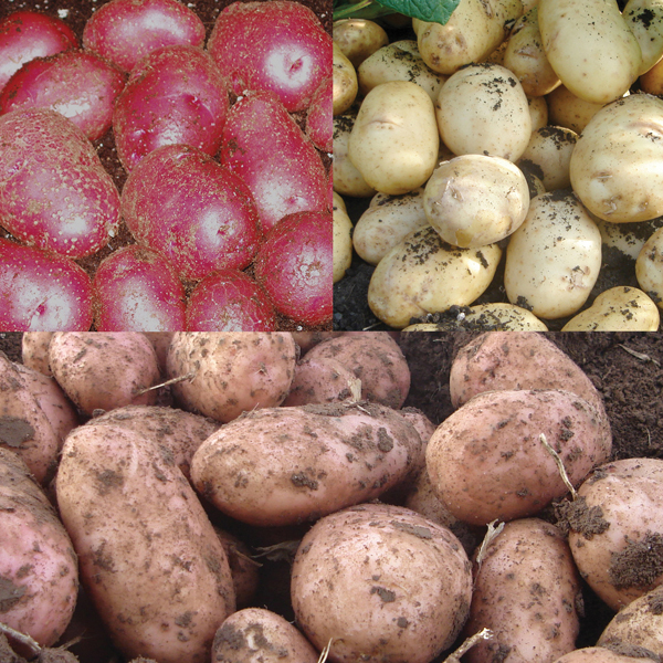 Kitchen Classics Seed Potato Collection. D.T.Brown Seed Potatoes