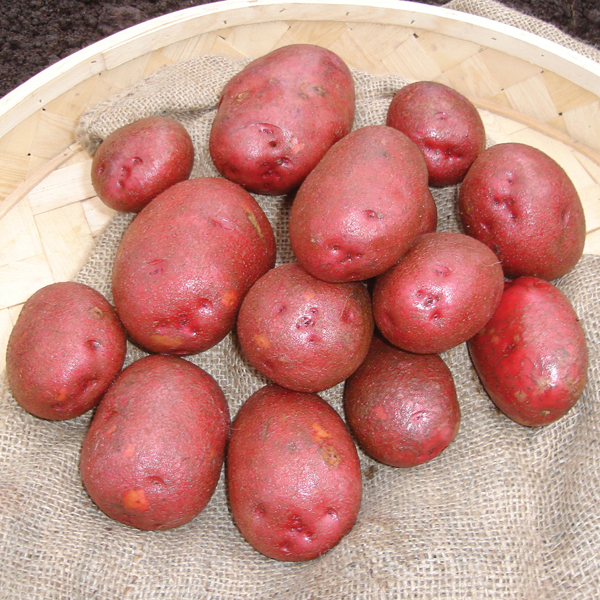 Potato (First Early) Red Duke of York from Mr Fothergill's Seeds and Plants