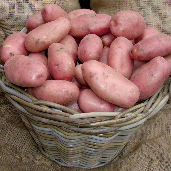 Potato Sarpo Mira (Maincrop Seed Potato). From DT Brown