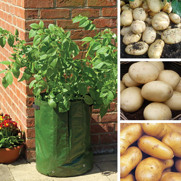 Potato Patio Kit Spring Planting from Mr Fothergill's Seeds and Plants