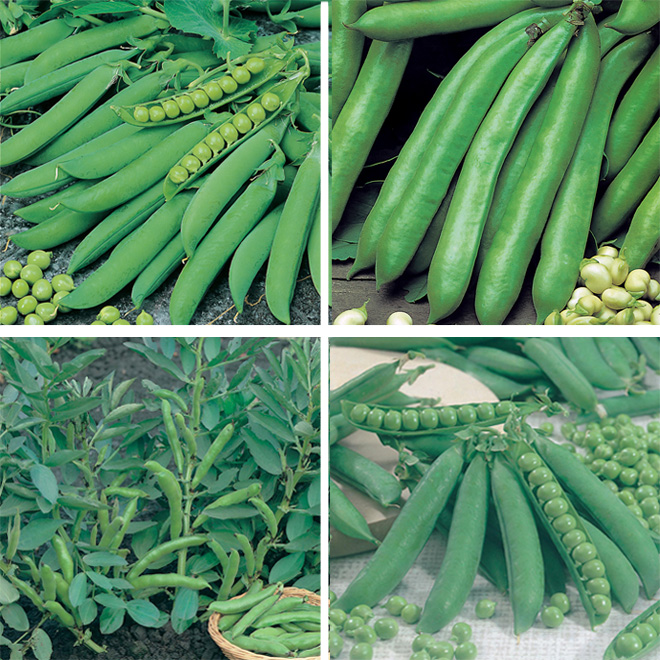 D T Brown Seeds. Broad Bean & Peas