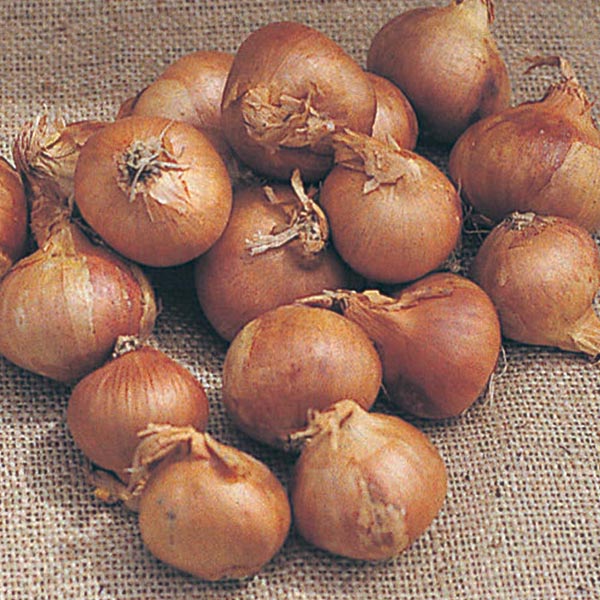 Shallot Golden GourmetD. T. Brown Onions/Garlic/Shallots