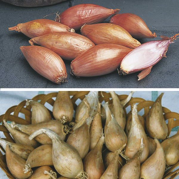 Autumn Planting Shallots Jermor and Griselle from D T Brown