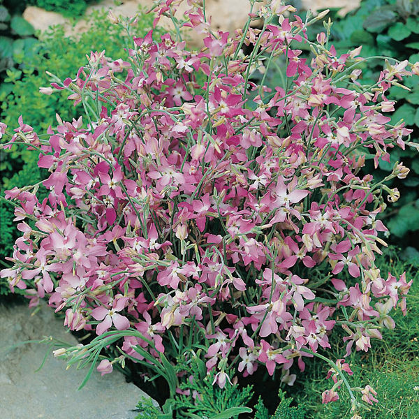 Stock Night Scented PlantsMr Fothergill's Flower Plants