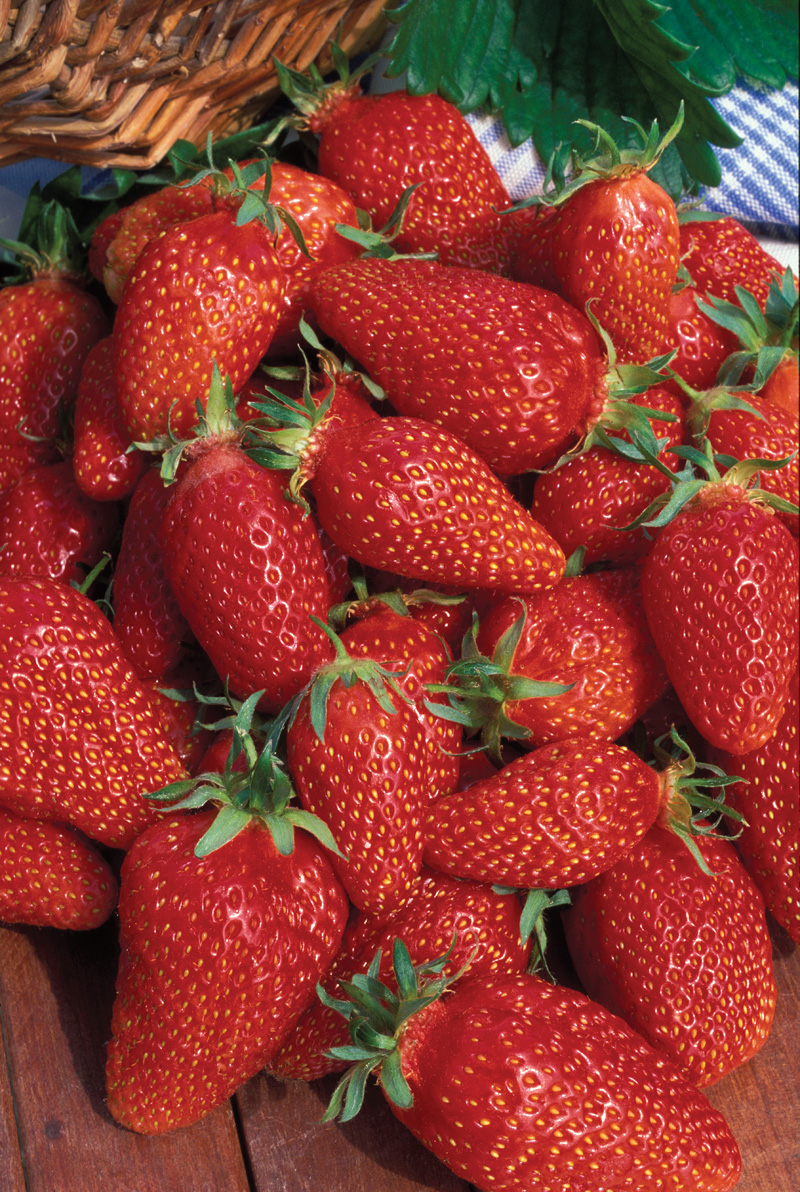 strawberry gariguette from mr fothergill s seeds and plants strawberry gariguette from mr fothergill s seeds and plants