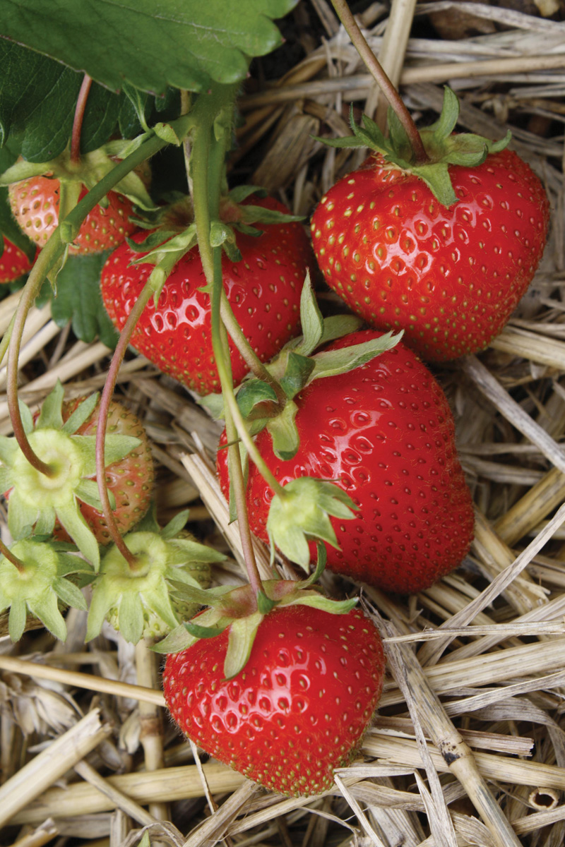 Strawberry (Early Season) ChristineMr Fothergill's Fruit