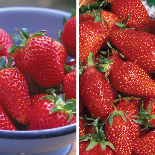 Strawberry Mara de Bois & Gariquette Bare Root PlantsFruit from D. T