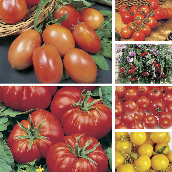 The indoor and outdoor tomato seed collection from DT