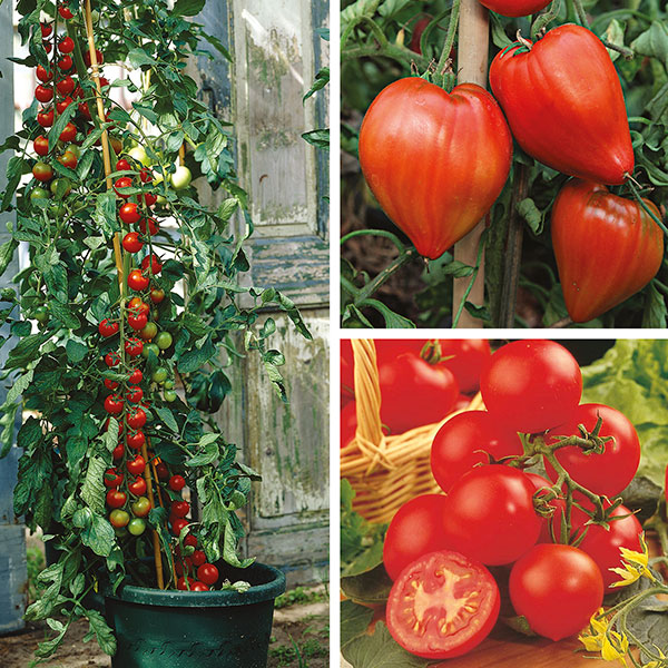 Tomato (Grafted) Plant CollectionD. T. Brown Vegetable Plants