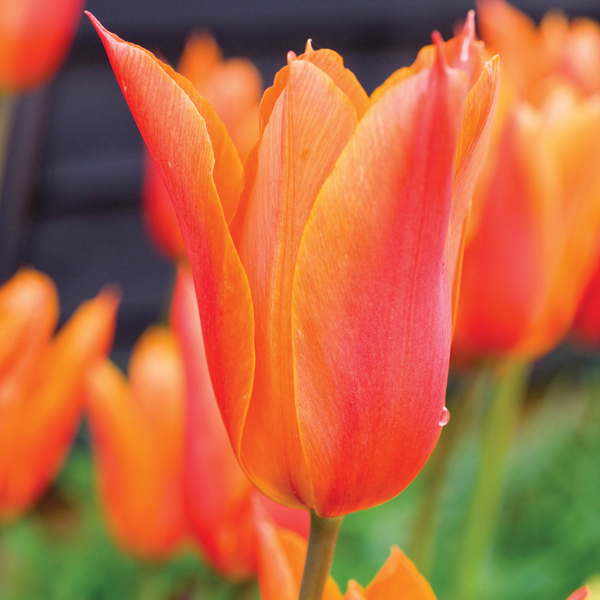 Tulip Ballerina Flower Bulbs From D.T. Brown Seeds