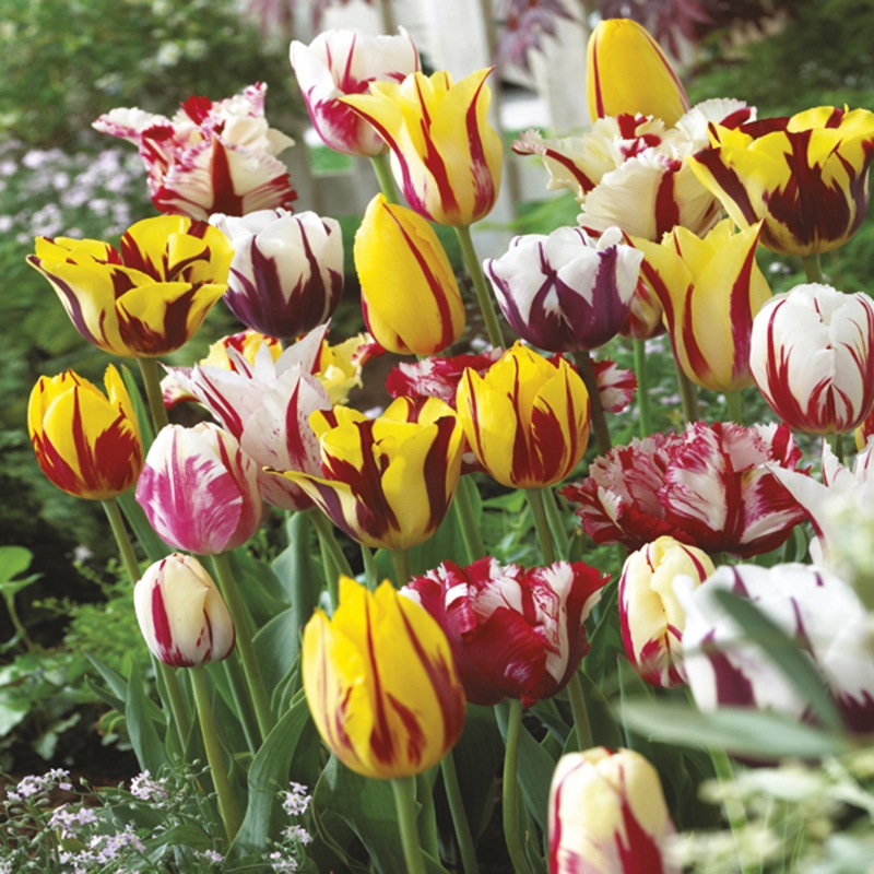 Autumn Planting Tulip Rembrandt Flower Bulb Mix from DT Brown Seeds , D