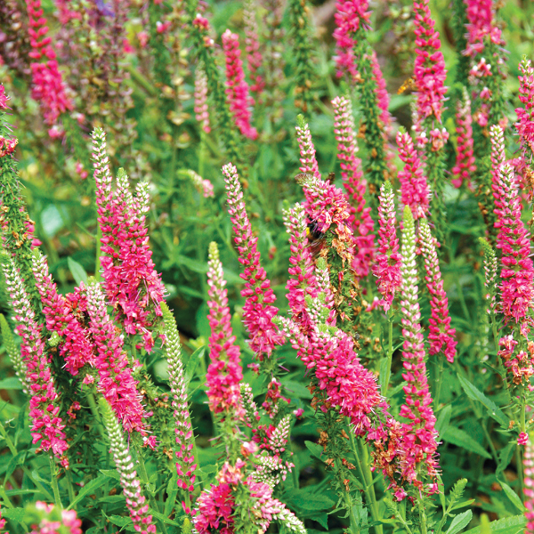 Veronica Red Fox Plants from Mr Fothergill�s Seeds and Plants Veronica Red Fox Plants from Mr Fothergill�s Seeds and Plants
