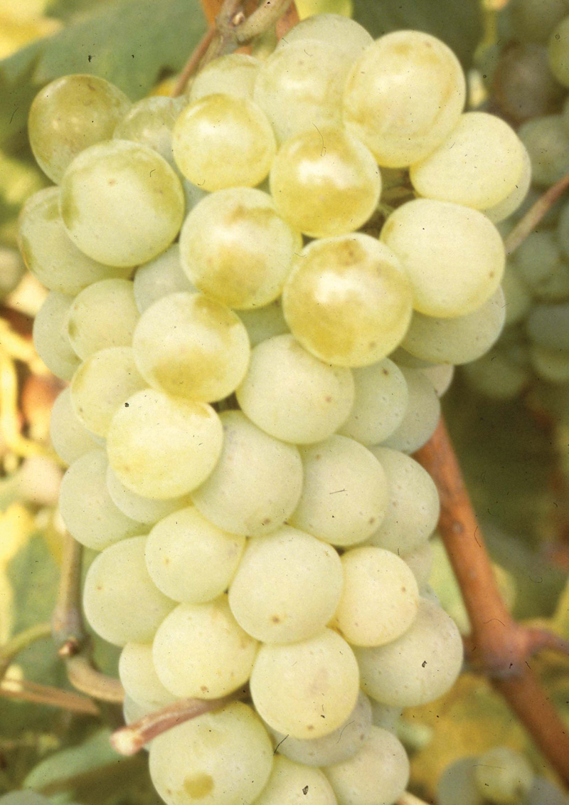 Grape Vine PhoenixD. T. Brown Fruit Trees