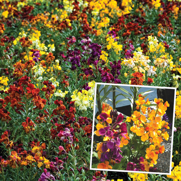Wallflower Persian Carpet D. T. Brown Flower Plants