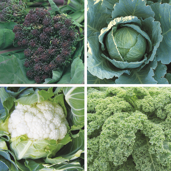 Winter Greens Brassica Plant CollectionD. T. Brown Vegetable Plants