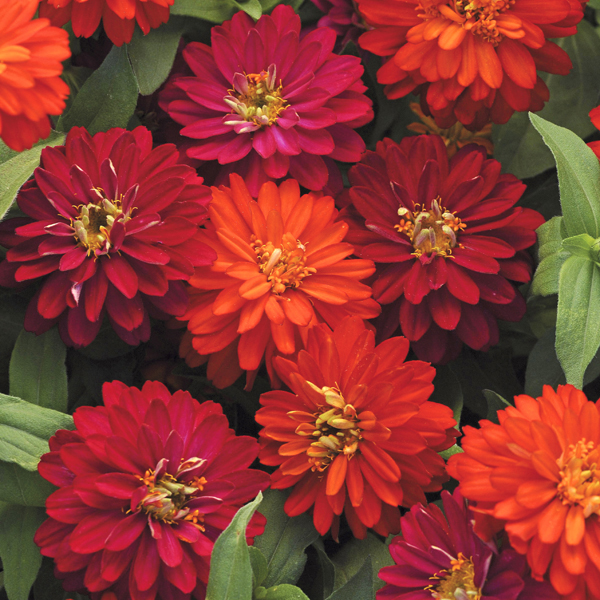 This item is no longer available.