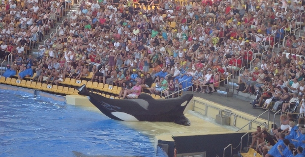 Blackfish