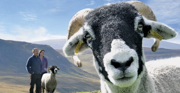 Addicted to Sheep