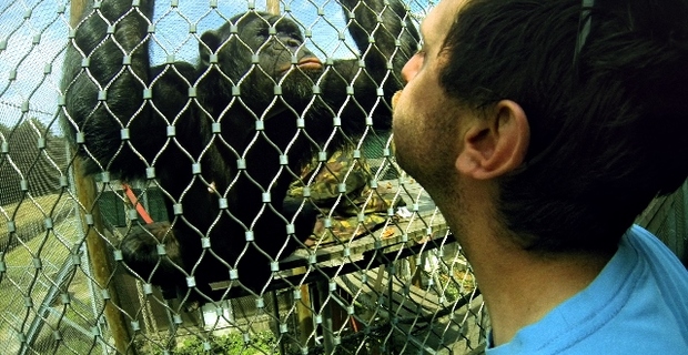 The Chimpanzee Complex