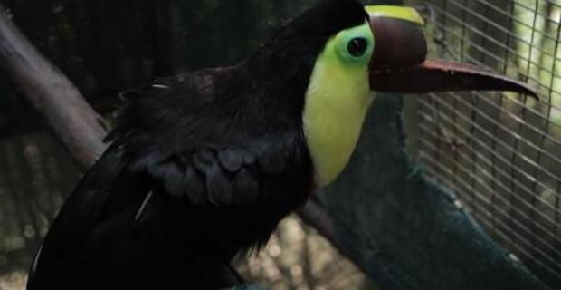 Toucan Nation