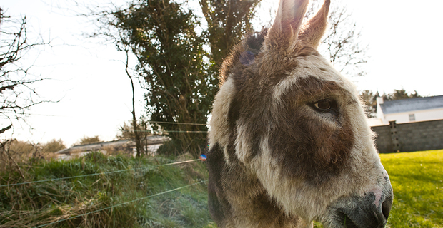 Do Donkeys Act?