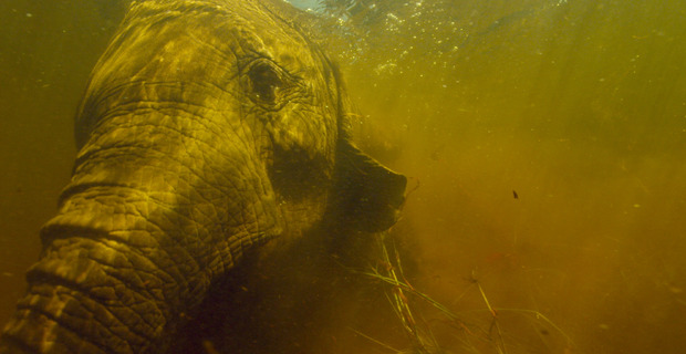 Into The Okavango