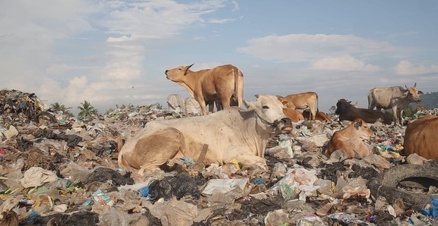 Diary of Cattle