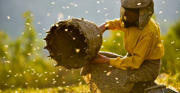 Honeyland