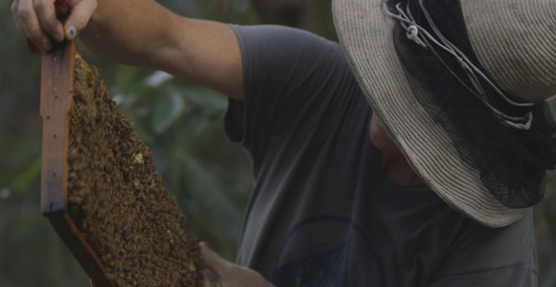 Swarm Season
