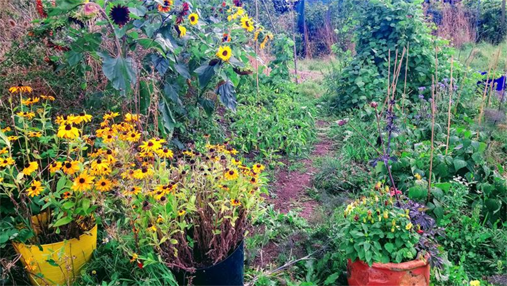 Community Garden Eco Build Meeting space