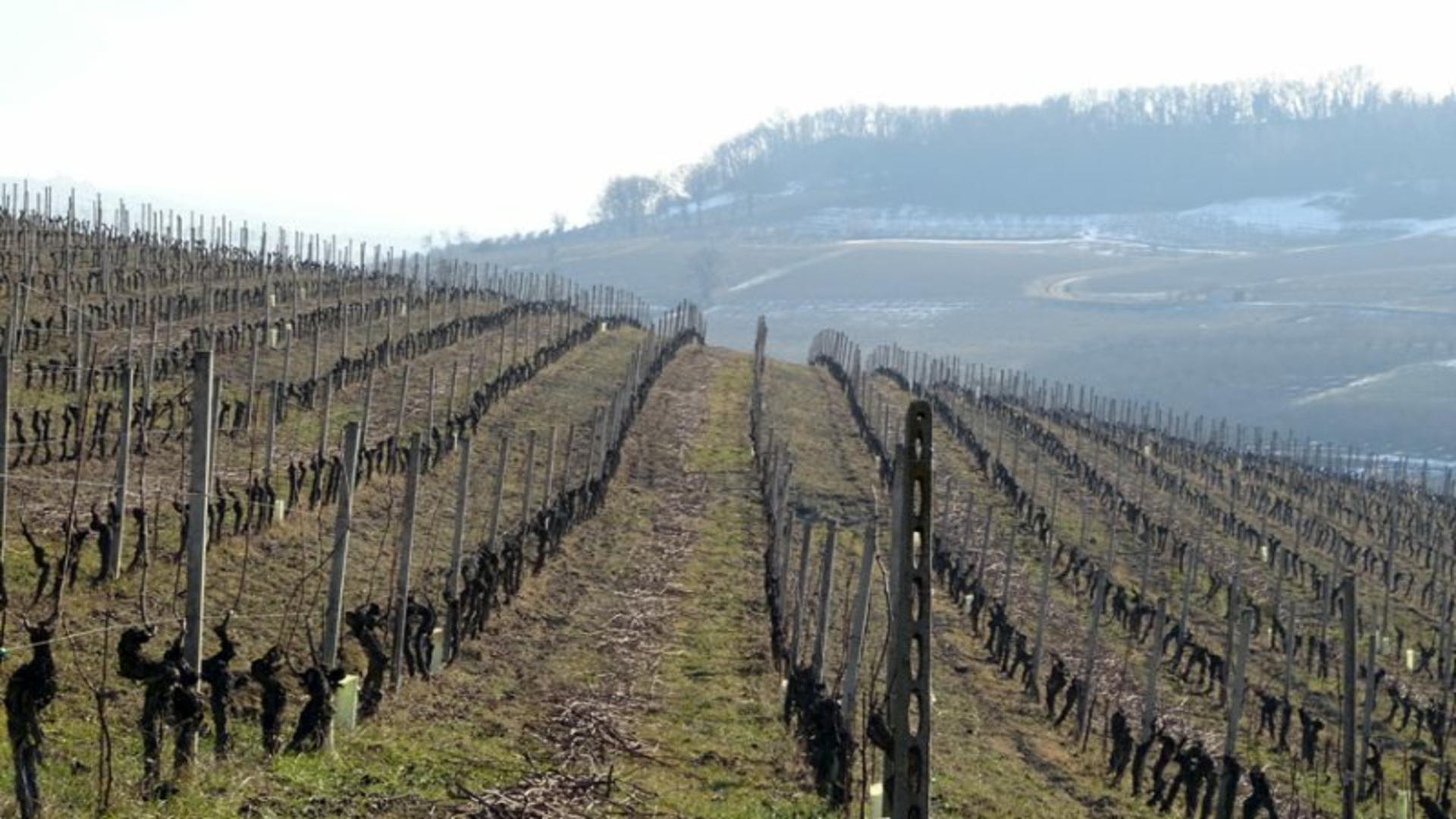 Il sommelier in vigna 1/4