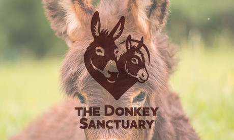 The Donkey Sanctuary