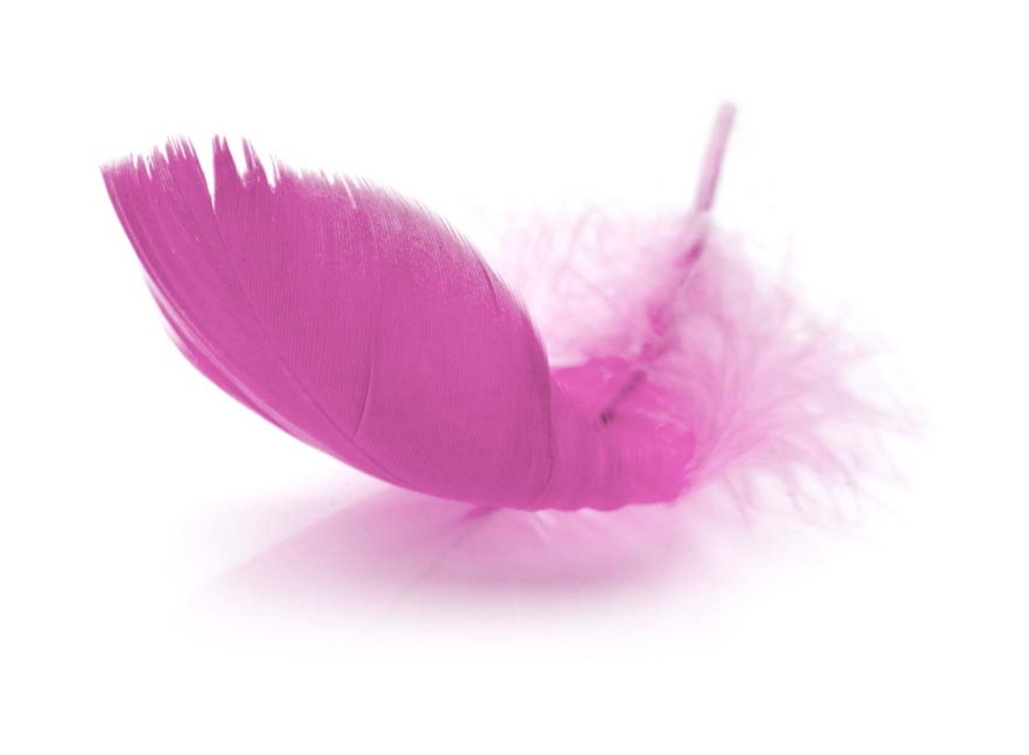 Feather