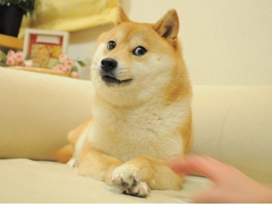 doger.jpg