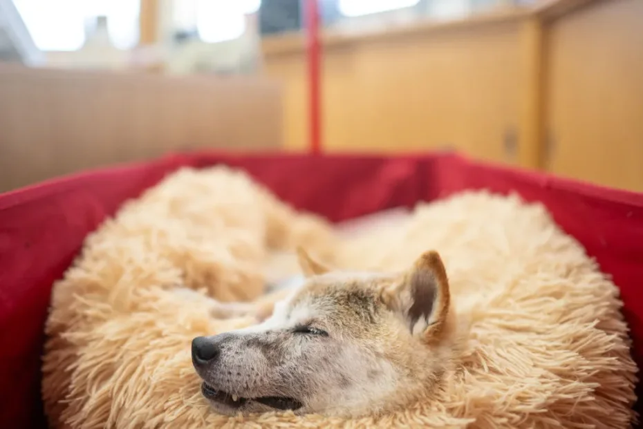 Kabosu-Doge-Shiba-Inu-Home.webp