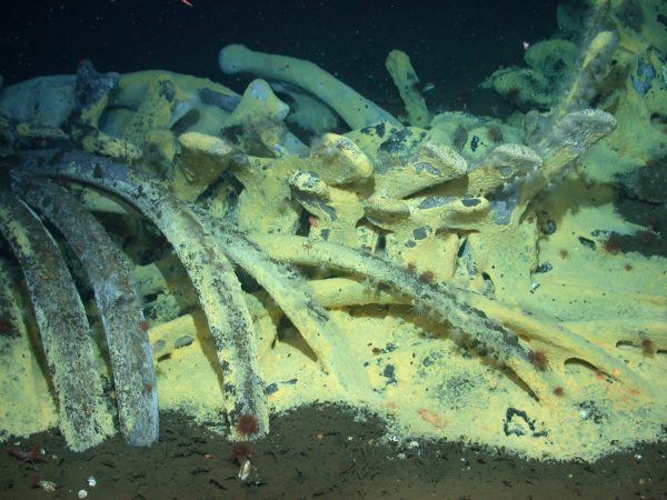 Chemoautotrophic whale-fall community, including bacteria mats, vesicomyid clams in the sediments, galatheid crabs, polynoids, and a variety of other invertebrates. The 35 ton gray whale was originally implanted on the seafloor at 1674 m depth in the Santa Cruz Basin in 1998. This image was captured 6 years later by Craig Smith from the University of Hawaii. Image courtesy of Craig Smith, University of Hawaii.
