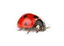 mobilorama.com